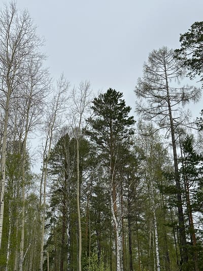 The image depicts a view looking up into a forest of trees in Sayansk, Russia, against a cloudy sky. The trees present are varied, with both bare deciduous trees (possibly birch or aspen due to the light-colored bark) and coniferous trees with green needles visible. Some trees show nascent leaves, suggesting it is springtime. The scene is set outside, and the absence of artificial structures indicates a location within a natural area or park in Sayansk. There are no people visible in the frame. The interaction is limited to the natural elements of the trees and the sky.