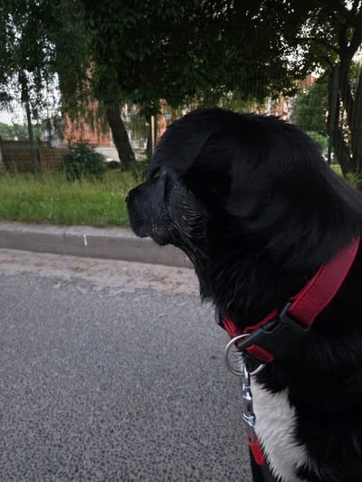 An outdoor, waist-up, side-view photograph shows a black and white dog on a leash. The dog is wearing a red collar with a black buckle and a metal leash clasp. The dog's fur is wet and matted, particularly around its face. The dog is looking to the left, with its nose and mouth visible. The background consists of a paved area, a concrete curb, a patch of green grass, and trees. A metal fence is visible behind the grass and trees, and in the far distance, buildings with red brick facades are present. The image appears to have been taken in the city of Širvintos, Lithuania.