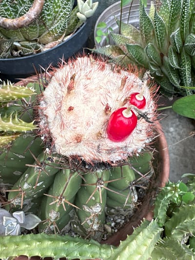 This close-up, high-angle image captures a diverse collection of succulents and cacti, likely part of an outdoor garden or plant display in Carrizal, Venezuela. The central subject is a white, densely hairy cactus, possibly a *Mammillaria* species, featuring numerous reddish-brown spines. On its crown, two vibrant red, oval-shaped fruits are prominently displayed.
Surrounding the main cactus are various other potted succulents and cacti. To its left, a *Haworthia attenuata* with distinctive white-striped green leaves is visible. To the right, green, ribbed cacti with sharp spines are clustered alongside another succulent with serrated leaf margins. A light-colored succulent rosette is partially visible in the bottom left. The plants are housed in terra cotta and black pots, thriving under natural daylight. No people or text are visible; the scene depicts a static arrangement of healthy, varied plants.