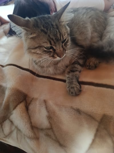 A domestic cat with tabby markings is resting on a light brown blanket with darker brown stripes. The cat is lying on its side, with its front paws tucked underneath its body and its tail curled around. Its eyes are partially closed, and its ears are perked up. A person's arm is visible behind the cat, and the person's head is also partially visible in the background. The scene appears to be indoors, possibly in a home, and the lighting suggests it is daytime. The location of Chetroșica Veche, Moldova, is not depicted in this image, as there are no identifying features of that specific location.