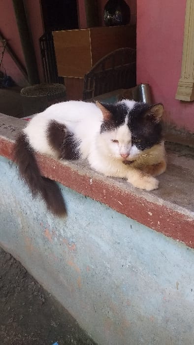 A bicolored domestic cat, predominantly white with black patches covering the left side of its face and a prominent irregular patch on its back, is observed resting on a concrete ledge. The cat's eyes are partially closed, suggesting a state of repose. Its front paws are tucked beneath its body, and a long, dark tail extends off the ledge to the left. The concrete ledge features a reddish-brown painted stripe along its upper front edge, with the main vertical surface below exhibiting a mottled light blue-gray coloration. In the background, a building wall painted in a faded reddish-pink hue is visible. Partially seen background elements include a dark metal grate or furniture piece, a dark, reflective, rounded object, and a section of a dark brown wooden or particle board structure. The ground beneath the ledge appears to be uneven dirt or dark soil. The scene is situated in Serdang, Indonesia.
