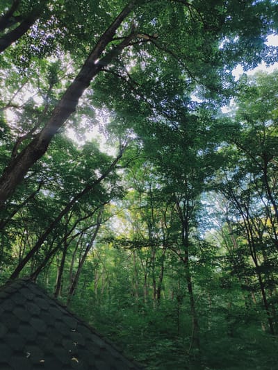 This is a low-angle, wide shot of a dense forest with sunlight filtering through the canopy. The trees are tall and covered in lush green leaves, creating a dappled light effect. In the foreground, a portion of a dark, shingled roof is visible, suggesting the presence of a small structure like a shed or gazebo.

The scene appears to be set in a natural, wooded area, likely during the daytime as indicated by the sunlight. The light is soft and diffused, hinting at it being possibly morning or late afternoon, or an overcast day where the sun is still managing to break through. There are no people or animals visible in the frame. The overall mood is serene and tranquil, evoking a sense of being immersed in nature. The location is identified as Capaclia, Moldova. There is no visible text in the image.