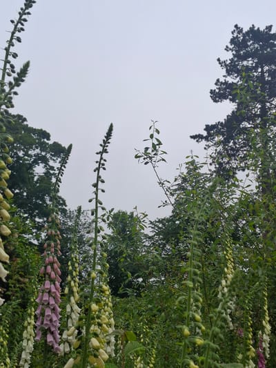The image captures a close-up, low-angle view of foxglove plants in bloom. The flowers are arranged in tall spires, with clusters of bell-shaped blossoms in shades of pink, white, and pale yellow. The foreground is dominated by these plants, with their green stems and buds clearly visible. In the background, a dense canopy of trees, including a dark evergreen, is silhouetted against a pale, overcast sky. The overall impression is one of a lush, natural garden setting, possibly in Middleton Tyas, United Kingdom, given the mention of the location. There are no people or animals present in the image.
