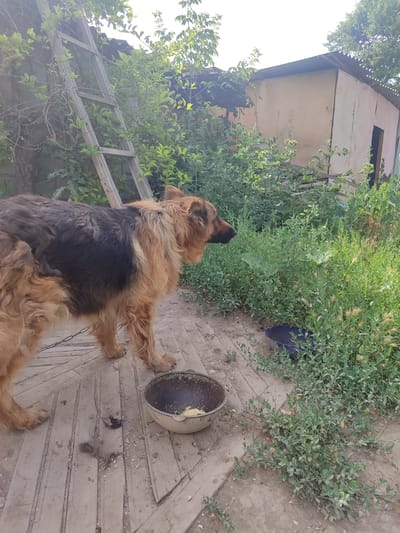In a backyard in Chuy, Kyrgyzstan, a large, long-haired German Shepherd dog stands on a wooden porch next to an empty metal bowl. The dog is facing right, with its head turned slightly. Behind the dog, a weathered wooden ladder leans against a rough, beige building with a corrugated metal roof. Lush green vegetation, including tall grasses and bushes, surrounds the porch and building. A dark blue plastic bowl is visible amongst the greenery to the right of the German Shepherd. The wooden planks of the porch appear worn and slightly scattered debris is present on the surface.