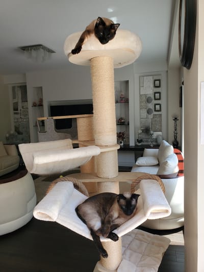The image shows two Siamese cats on a multi-level cat tree in a modern living room. The cat on the left is perched on a round, plush platform, looking down with its body angled downwards. The cat on the right is lounging in a hammock-like structure, with its paws extended. Both cats have the characteristic dark points on their ears, face, paws, and tail, contrasting with their lighter bodies and blue eyes.
The cat tree is covered in natural sisal rope, with several white, plush platforms and hammocks. The background reveals a well-decorated living space with a white leather couch, a wooden floor, and various decorative items on shelves and walls, including framed artwork and a large round mirror. Sunlight streams in from the right, casting shadows and highlighting the textures of the cat tree and the surrounding furniture, suggesting it is daytime. The overall impression is one of a comfortable and well-maintained home environment, with the cats enjoying their playtime or rest. No visible text is present in the image.