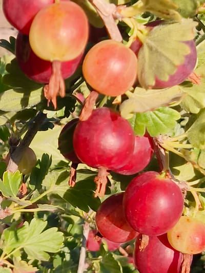 A close-up shot captures a cluster of ripe gooseberries on a branch. The berries are predominantly red and a lighter, translucent yellow, with some exhibiting a blush of pink. They vary in size, from small and oval to larger and rounder. Several leaves, a vibrant green with a slightly fuzzy texture and lobed edges, are interspersed among the fruit, some showing hints of purple at their tips. Dried remnants of the gooseberry stems, a reddish-brown hue, are visible where they attach to the berries. The lighting suggests a bright, sunny day, with sunlight illuminating the fruits and casting subtle shadows. The background is softly blurred, indicating a shallow depth of field, with hints of green foliage and branches. The setting appears to be outdoors, possibly a garden or orchard, given the natural growth of the gooseberry bush. No people or text are visible in the image.