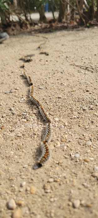 A ground-level photograph captures a long procession of numerous caterpillars moving across an unpaved, light brown path composed of dirt and small gravel. The scene is situated in Saint-Mandé, France. The caterpillars, appearing as greyish, hairy invertebrates with distinct orange-brown banding, are arranged in a continuous, single-file line, connected head-to-tail, extending diagonally from the lower foreground towards the upper mid-ground. Direct sunlight illuminates the ground, creating subtle shadows. The background is blurred, showing indistinct green foliage from trees or bushes, and a faint blue object, indicating an outdoor, park-like or natural environment. No human subjects are present.