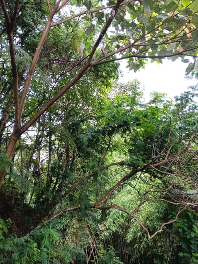The image depicts an upward view into a dense, verdant canopy located in Uato Carabar, Timor-Leste. The scene is dominated by a complex arrangement of tree branches and trunks, light to medium brown in coloration, forming an intricate network across the frame. These branches support a heavy concentration of green foliage, exhibiting various shades from dark forest green to lighter, brighter hues, indicating ample vegetation. Patches of bright, overcast sky are visible through openings in the tree canopy, particularly in the upper half of the image. Specific botanical features include broad-leaved trees, identifiable ferns with pinnate fronds visible on the left side, and a dense stand of bamboo with slender, vertical stalks and delicate leaves present towards the right. No individuals, animals, or man-made objects are discernible within the frame. The lighting suggests natural daylight conditions, diffused by the overhead canopy or overcast sky.