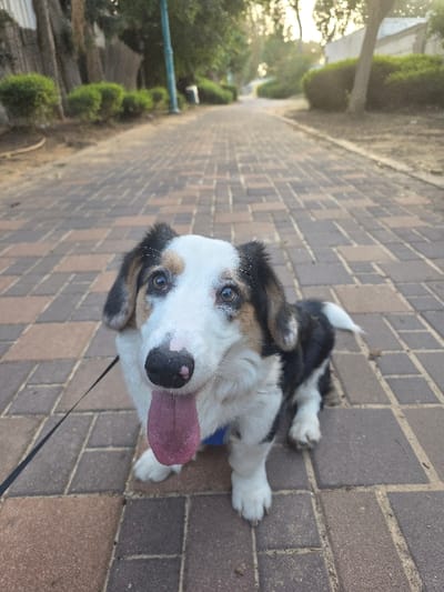 An tri-colored dog, possibly a Corgi or Corgi mix, is positioned on a paved pathway in Ramla, Israel. The dog has white fur on its face and chest, with black and tan markings around its eyes, ears, and body. Its nose is black with pink mottling, and its pink tongue is extended, indicating panting. The dog is looking directly forward, wearing a blue harness, with a black leash extending from its left side. The pathway, composed of reddish-brown and tan rectangular pavers, recedes into the background, flanked by green bushes and trees. A light blue lamp post is visible on the left side of the path in the mid-ground. The scene is illuminated by natural daylight.
