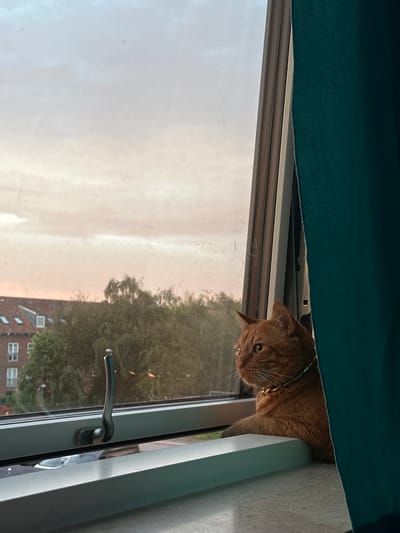 An orange tabby cat with a gold bell collar sits on a windowsill, looking out of a window. The window is slightly ajar, and a teal curtain is pulled back on the right side of the frame. Outside the window, there is a view of trees and buildings. The sky appears to be either dusk or dawn, with soft pastel colors. The scene is indoors, likely in a residential building in Roskilde, Denmark. The cat is the main subject of the image.