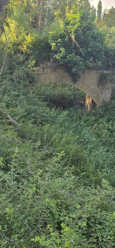 This image captures a stone archway overgrown with lush green foliage. The arch is constructed from roughly cut stone blocks, suggesting it is an old or rustic structure. The dense vegetation, a mix of trees, bushes, and tall grasses, has encroached upon and partially obscured the arch, creating a scene of nature reclaiming man-made elements. Sunlight filters through the leaves, casting dappled light and highlighting the vibrant greens. The overall impression is one of a natural, somewhat wild setting. The image appears to be taken outdoors during the daytime, with soft lighting suggesting either morning or late afternoon. There is no visible text, people, or obvious activity taking place, focusing solely on the natural landscape and the stone arch. The location context provided indicates Angüés, Spain, which aligns with a Mediterranean or European rural aesthetic often associated with such arches and vegetation.