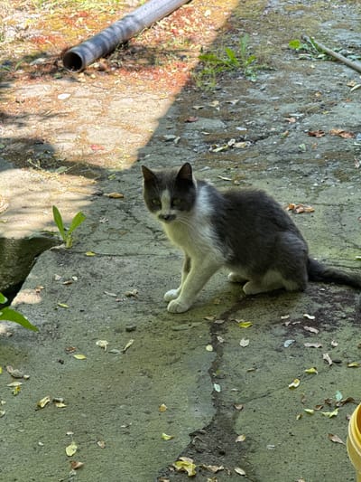 The image captures an outdoor scene in Taperakan, Armenia, featuring a domestic cat as the primary subject. The cat is a medium-sized individual with bi-color fur, primarily dark grey on its back, head, and tail, contrasted with white fur on its chest, belly, front paws, and face. A distinctive white marking covers its nose and mouth area, resembling a mustache, and extends as a stripe between its eyes. Its eyes are a light green or yellowish hue. The cat is positioned in the lower-middle section of the frame, in a crouched or seated posture, with its body angled slightly to the right, looking directly at the viewer.

The ground beneath the cat is a worn concrete or paved surface, exhibiting cracks, uneven textures, and patches of moss or dirt, giving it a muted grey-green coloration. Scattered across this surface are numerous dry leaves in shades of yellow, brown, and reddish-brown. Small sprigs of green weeds and grass protrude through cracks in the concrete.

In the upper-middle background, a grey, corrugated pipe lies horizontally on a patch of earthy ground interspersed with dried leaves and some sparse green vegetation. The end of the pipe is visible, indicating its hollow interior. In the lower right corner of the image, a small segment of a bright yellow object, possibly a bucket or container, is partially visible. The scene is illuminated by natural sunlight, casting distinct shadows on the ground from the upper left, creating areas of bright light and shade.