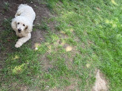 This media file shows a white poodle lying on a patch of grass and dirt. The dog is looking directly at the camera with its mouth slightly open. Its fur is curly and appears fluffy. The background consists of green grass and brown dirt, with some scattered leaves and twigs. The scene appears to be outdoors, possibly in a yard or park. The lighting suggests it is daytime, and the bright green grass implies good weather. There are no people or visible text in the image. The overall impression is a relaxed moment with a pet outdoors.