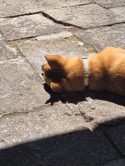 A medium shot shows the back half of a small, golden-furred dog lying on its side on cracked concrete paving stones. The dog is wearing a light blue collar with a white pattern. The dog's head is turned to the left and obscured by shadow, with only its ears and the back of its head visible. The ground is made up of large, irregular concrete slabs with visible cracks and some sparse vegetation growing in the crevices. The scene is illuminated by bright sunlight, casting a sharp shadow from the dog onto the paving stones in the lower left quadrant of the image. The concrete appears weathered and stained. There is no visible indication of the location in Švenčionys, Lithuania.