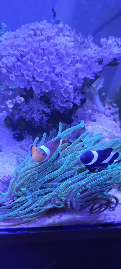Two clownfish, one with orange, white, and black bands and the other with black and white bands, swim amongst the tentacles of a sea anemone. In the background, a cluster of purple coral is visible, illuminated by blue light. The scene is set within an aquarium, likely a marine or reef tank, with a sandy substrate at the bottom. There is no indication of a location in Loginovo, Russia, as the image depicts an underwater environment.