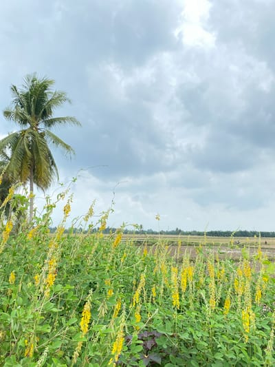 The image depicts a close-up view of a field of green foliage with numerous tall stalks bearing small yellow flowers, likely in bloom. In the background, a few palm trees are visible to the left, their fronds partially obscuring the sky, which is overcast with gray clouds. Further in the distance, a flat landscape stretches out, appearing to be agricultural fields, possibly rice paddies, with a line of trees on the horizon. The scene suggests a rural or semi-rural setting. The image appears to have been taken in Memerbo, Indonesia.