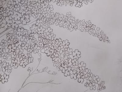 This is a pencil sketch on a light-colored paper depicting a cluster of delicate flowers with multiple rounded petals arranged on thin branches. The drawing style is somewhat loose, with visible pencil lines indicating the forms of the flowers and stems. Some areas are more densely sketched, suggesting clusters of blooms, while others are more sparse. The overall impression is one of organic growth, possibly branches of a flowering tree or shrub. The drawing is cropped to focus on the floral subject, with no background details or surrounding environment visible. The location of Qulsarı, Kazakhstan is not depicted in this image.