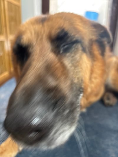 A close-up photograph, characterized by significant motion blur, captures the head of a dog within an indoor setting in the city of Novoe Nadyrovo, Russia. The dog exhibits a tan and brown coat with distinct black markings, particularly around the orbital and auricular regions. Both eyes are observed to be closed. A small quantity of white discharge is present at the medial canthus of the left eye. The prominent nasal planum is black and displays a moist appearance. Whiskers are discernible, originating from the muzzle area. The animal is situated upon a dark blue or grey textile surface. The blurred background contains a light brown, vertically slatted wooden structure on the left side and indeterminate white and blue objects toward the right.