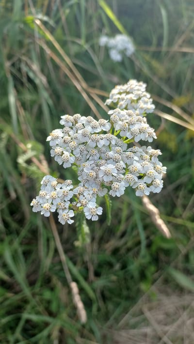 The image is a close-up shot of a cluster of white yarrow flowers, with small yellow centers, blooming in a natural outdoor setting. The flowers are the main subject, sharply in focus, and appear to be part of a larger plant or patch of yarrow. The background consists of blurred green and tan grasses and some dried stalks, suggesting a field or meadow environment. The lighting indicates it is daytime, with sunlight illuminating the flowers and creating a slight flare in the upper right quadrant of the image. The scene is devoid of any human presence or man-made objects. The location is identified as a rural area near Стрэшынскі сельскі Савет, Belarus.