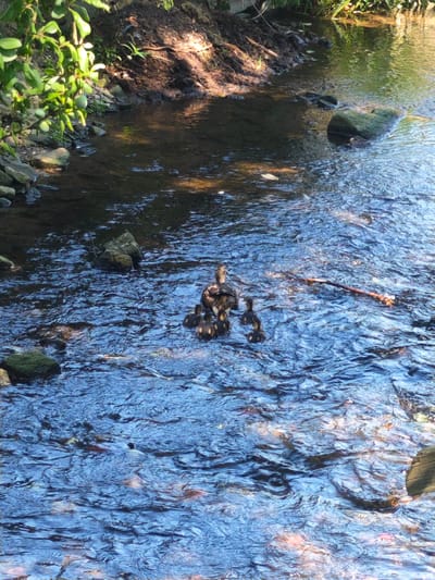 In a shallow, clear, flowing stream in Lügde, Germany, a mother duck and her five ducklings are swimming. The streambed is visible through the water, with rocks and pebbles scattered throughout. The water is rippled, reflecting the sunlight and surrounding greenery. Lush foliage drapes over the left bank of the stream, with a muddy embankment and more rocks on the right. A dead tree branch floats in the water to the right of the ducks. The scene depicts a tranquil natural setting within the town.