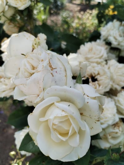 In Bilousivka, Ukraine, a close-up, eye-level shot captures a cluster of white roses in soft focus. The roses exhibit some discoloration and browning on their petals, suggesting they may be past their prime. A few small, dark insects are visible on the petals of the rose in the foreground. The background is blurred, showing a mix of green foliage and hints of sunlight. The lighting is natural, likely from an outdoor setting.