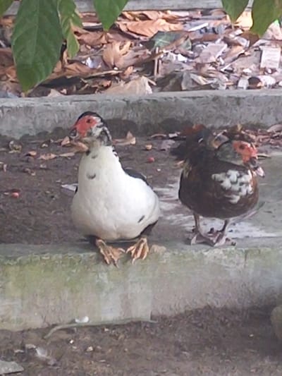 The media file depicts two Muscovy ducks in an outdoor setting. One duck, predominantly white with black markings and a red face, is positioned lower and appears to be pecking at the ground. The other duck, mostly dark brown with white patches and a red face, is situated above the white duck and is partially obscured by its body. Both ducks have prominent red caruncles around their eyes and beaks, characteristic of the breed.
They are located on a rough, textured surface that appears to be part of a wall or a raised structure, possibly concrete or stone. The background is filled with dry leaves and debris, suggesting an autumn or dry season environment. Green leaves are visible in the foreground, indicating some vegetation nearby. The lighting suggests it is daytime, but no specific time can be determined. The overall scene conveys a natural, rural or semi-rural environment. There is no visible text in the media file.
