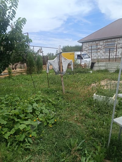 A daytime, medium shot captures a rural, somewhat unkempt backyard scene in Shamalgan, Kazakhstan. In the foreground, lush green grass and vegetation dominate, with a prominent patch of cucumber plants in bloom on the left. A rudimentary scarecrow, made from a gray sweatshirt draped over a wooden frame, stands near the center of the frame. In the background, a partially constructed house with a brown metal roof is visible, as is a yellow truck with the logo "Яндекс Go" on its side. A wooden fence and some trees are also present, suggesting a working farm or a rural residential area. The sky is partly cloudy.