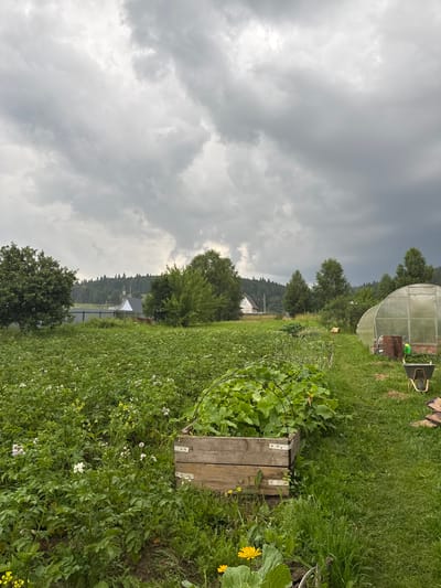 The image depicts a rural scene in the city of Krasnyy Klyuch, Russia, under a cloudy sky. In the foreground, a field of green plants, possibly potatoes, is visible, dotted with small white and yellow flowers. To the right of the field, a raised wooden garden bed is filled with large green leafy plants, some supported by a metal arch structure. Further to the right, a greenhouse stands on a grassy area, with a rusty barrel and a green watering can nearby. A wheelbarrow is positioned in front of the greenhouse. In the background, a cluster of trees and houses are nestled on a gentle slope, with a dense forest lining the horizon. The overall impression is that of a cultivated garden and farmland on an overcast day.