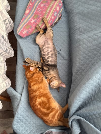 In Natukhayevskaya, Russia, two cats are sleeping on a blue quilted blanket. The cat on the left is an orange tabby, and the cat on the right is a darker tabby. The orange tabby is curled up with its head resting on the blanket. The darker tabby is stretched out on its back, with its paws in the air. A pink and white patterned pillow is to the left of the cats. A white lace curtain is partially visible on the left side of the image, and a wooden floor is visible at the bottom.