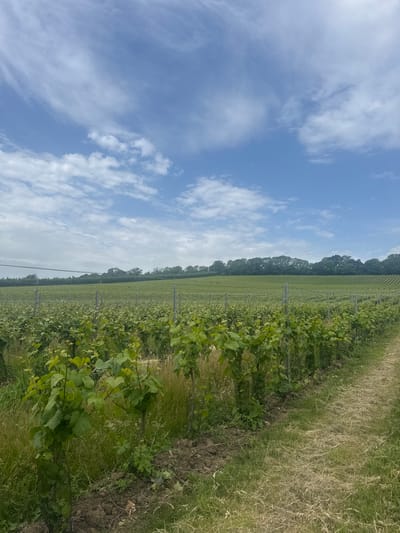 The image depicts a vineyard in Canterbury, United Kingdom. The vineyard features rows of young grapevines, with green leaves and supporting posts. A dirt path runs along the right side of the vineyard, bordered by mown grass. In the background, more rows of vines stretch into the distance, leading to a treeline of dense green trees. The sky above is a bright blue, dotted with scattered white clouds. The scene is bathed in natural daylight, suggesting it was taken on a clear, possibly sunny day. There are no people or animals visible in the image.