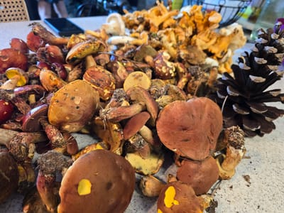 In a close-up, eye-level shot, a collection of wild mushrooms and a pine cone are scattered on a speckled gray countertop. The mushrooms vary in size and color, with some displaying deep red caps, others with brown and tan hues, and a few showing hints of yellow on their undersides. Their stems are rugged and varied in texture. The pine cone, a dark brown, is positioned to the right of the mushrooms, its scales open. The background is blurred, suggesting an indoor setting. There is a black smartphone on the table in the upper left quadrant of the image.