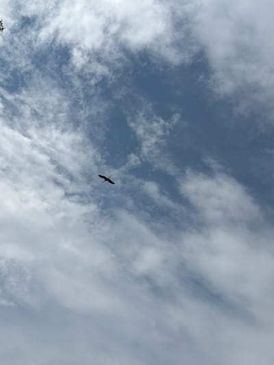 An image captured from below shows a bird in flight against a backdrop of a blue sky filled with white, wispy clouds. The bird, silhouetted against the sky, has its wings outstretched and appears to be soaring. The clouds are varied in density, with some areas appearing thicker and more opaque, while others are thin and translucent, allowing the blue of the sky to show through. The image does not provide any specific geographical markers or features to indicate a location in Saulkalne, Latvia, or any other urban setting. The focus is solely on the natural elements of the sky and the bird.