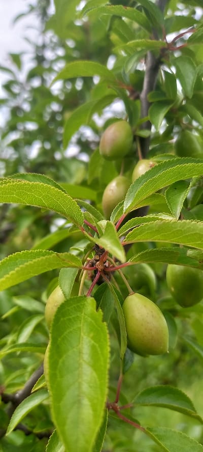 This close-up image captures a section of a tree branch laden with vibrant green leaves and developing fruits. Several small, oval-shaped fruits, which appear unripe, are prominently featured, displaying a light green hue with subtle reddish-brown tinges on their surfaces. They hang from thin, reddish stems that branch off the main, darker stem.
The leaves are a dominant feature, showcasing intricate vein patterns and distinctly serrated edges. Their color varies slightly, with some appearing a brighter lime green and others a deeper forest green. The leaves are densely arranged, creating a full and leafy appearance around the fruits and branches.
The background is softly blurred, indicating a shallow depth of field, with lighter areas suggesting either an overcast sky or diffused natural light filtering through distant foliage. The overall lighting is bright and natural, consistent with daytime. There are no discernible human subjects, animals, or visible text. The scene conveys a sense of natural growth and vitality, likely captured during late spring or early summer in Zolota Poliana, Ukraine, as the fruits begin to mature. The image focuses intently on the botanical details, highlighting the texture of the leaves and the early stages of fruit development.