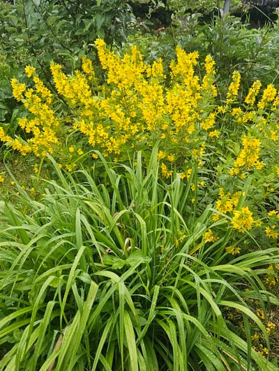 The image shows a close-up, eye-level view of a garden with lush green foliage and bright yellow flowers. The foreground is dominated by long, arching green leaves, some of which are speckled with water droplets, suggesting recent rain. Behind these leaves, clusters of vibrant yellow flowers, appearing to be Lysimachia punctata or "Dotted Loosestrife," stand tall on slender stems, creating a vibrant contrast against the darker green background. The background consists of dense, varied green leaves from other plants and possibly trees. The scene is set in an outdoor environment, likely a garden within the city of Kurovo, Russia, with no people or specific man-made structures visible, emphasizing a natural, botanical setting.
