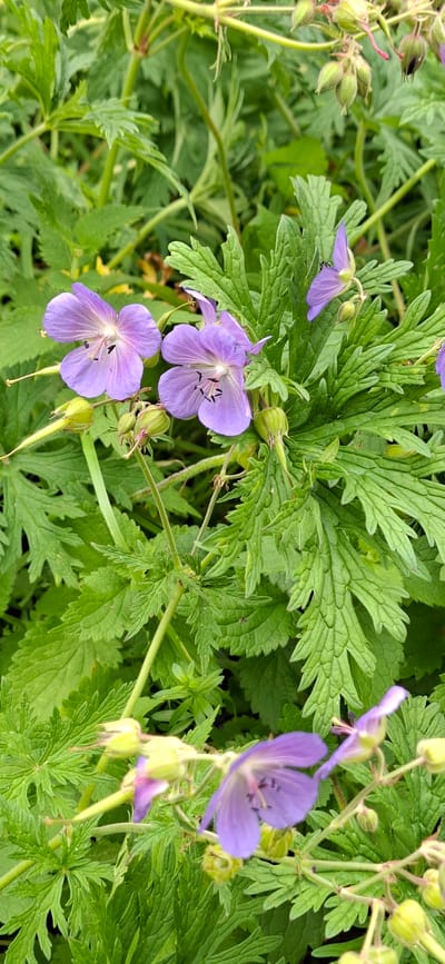 This is a close-up, eye-level outdoor photograph of wild purple geranium flowers and green foliage in Kohatu, Estonia. The flowers are delicate with five petals and dark stamens. Several buds are visible, some green and some with a hint of pink. The leaves are deeply lobed and serrated. The background is a blur of green, suggesting a natural setting. There are no people or animals in the image. The lighting is soft and natural.