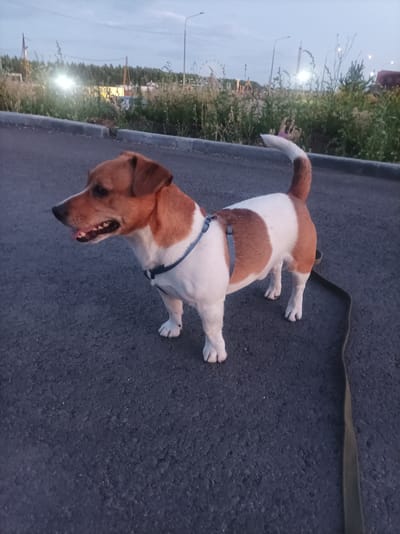 A medium shot shows a Jack Russell Terrier standing on an asphalt surface, facing left with its mouth open and tongue visible. The dog has white fur with brown markings on its head, back, and tail. It is wearing a grey harness with blue straps. A dark green leash is visible extending from the harness towards the bottom right of the frame.

In the background, a low concrete curb separates the asphalt from a grassy area with scattered vegetation and trees. Beyond the grass, there are industrial structures, including what appear to be tall cranes or towers with lights, and a Ferris wheel, suggesting an amusement park or fairground on the outskirts of a town. The sky is overcast and dusky, indicating it is either early morning or late evening. The lighting is dim, with artificial lights from the background providing some illumination. The overall scene suggests an outdoor setting, possibly a park or a street adjacent to an entertainment area in Zapadny, Russia. There is no visible text in the image.