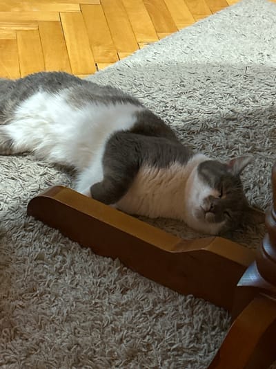 A grey and white cat is sleeping on a shaggy, light-colored rug. The rug is partially on a hardwood floor, with visible wood grain patterns. A curved, dark brown wooden object, likely part of a piece of furniture, lies on the rug in the foreground, casting a shadow. The cat is lying on its side with its eyes closed, appearing relaxed. The background shows more of the wooden floor. There are no people visible. The scene appears to be indoors, in a domestic setting, possibly an apartment in Sofia, Bulgaria, given the context of the request.