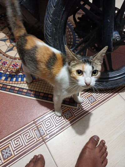 A calico cat stands on a tiled floor next to a motorcycle wheel. The cat has white, orange, and black fur, with large yellow eyes. Its tail is curled upwards. The floor is tiled with a decorative border featuring a geometric pattern. In the foreground, two feet are visible, one bare with toenails and the other partially obscured. The background shows the dark spokes and tire of a motorcycle. The scene appears to be an outdoor or semi-outdoor space, possibly a pathway or porch, in Payacut, Indonesia.