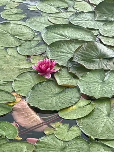 A single, vibrant pink water lily blooms in the center of a pond, surrounded by numerous large, green lily pads. The lily pads are wet, with small water droplets visible on their surfaces. The dark water beneath is partially obscured by the lily pads, but hints of submerged leaves and stems can be seen. The scene is located at the Plauer See lake in Plau am See, Germany. There are no people or animals visible in the image.