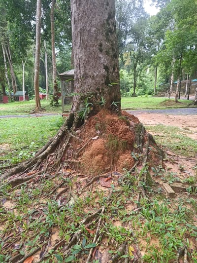 The image depicts the base of a large tree in a forest setting, likely in a park or natural area. The tree has a thick trunk and exposed roots that spread across the muddy ground. An anthill or termite mound is built around the base of the tree, consisting of reddish-brown soil. Small green plants and leaves are scattered around the roots and the ground. In the background, there are other trees, grass, and structures that appear to be small buildings or shelters. Based on the prompt, the location is potentially Takdat, Thailand. No people, interactions, or specific actions are visible in the image. The environment appears humid and wooded.