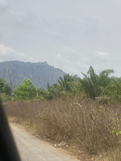 The image displays an outdoor scene in Sasaro, Nigeria, under an overcast sky. In the background, a large, dark grey, rugged mountain range is visible, partially obscured by a hazy atmosphere, with hints of sparse vegetation on its upper slopes. The midground features a dense array of tropical vegetation: vibrant green trees and bushes are prominent on the left, while numerous palm trees with long, slender fronds occupy the right side, extending towards the center. A distinctive, bare, light-colored dead tree or large branch stands vertically on the far left of the midground, contrasting with the surrounding green foliage.
The foreground is dominated by a narrow, grey paved road, which curves slightly from the lower-left corner towards the center-right. Along the right edge of the road, a dense strip of dry, light brown, waist-height brush and weeds extends across the lower portion of the frame. Scattered debris, including plastic bottles and white wrappers, is visible on the ground along the roadside and amidst the dry vegetation. A dark, indeterminate object, possibly part of a vehicle's interior structure, partially obstructs the view from the extreme lower-left corner of the frame. No human figures are present. The overall lighting is soft and even, consistent with an overcast day.