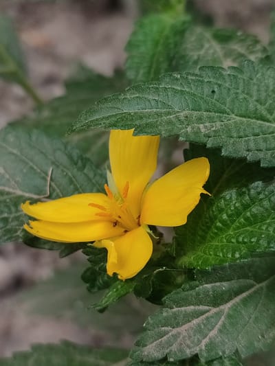 A close-up, eye-level shot captures a vibrant yellow flower with delicate petals nestled among textured green leaves. The flower's center features orange stamens. The background is softly blurred, suggesting a natural outdoor environment, possibly a garden or wild growth in Blang Cut, Indonesia. The lighting is soft, illuminating the flower and leaves with a gentle glow, indicating it might be daytime.