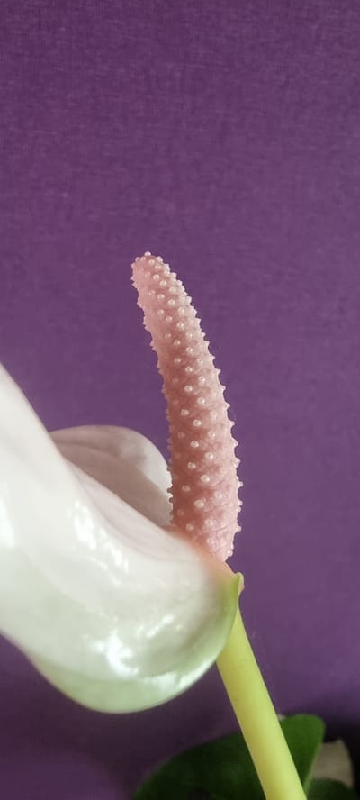 The image is a close-up shot of a light pink anther spike on an anthurium flower, set against a solid purple background. The anther spike, which is elongated and tapers to a point, is covered in numerous small, pearl-like structures. To the right of the spike, a portion of the white spathe, characteristic of anthurium flowers, is visible, with a hint of green at its edge. A bright yellow spadix stem extends from behind the spathe and into the upper right corner of the frame, where a dark green leaf is also partially visible. The lighting appears to be soft and diffused, suggesting an indoor setting, and there is no indication of time of day or weather. No text is visible in the image. The overall impression is one of botanical detail and simplicity, highlighting the intricate texture of the flower's reproductive parts. The location context of Naaldwijk, Netherlands, known for its horticultural industry, further reinforces the likelihood that this is a cultivated flower.