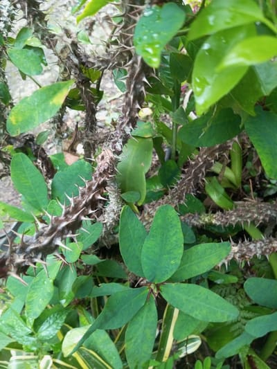 The scene depicts a dense, close-up view of a thorny plant, situated in the city of Pandaria, India. Multiple thick, woody stems, dark brown to grayish-brown, are prominently featured, each densely covered with sharp, rigid, conical thorns. Numerous oval to spatulate-shaped leaves, vibrant green in color, some displaying lighter green variegation, are attached to these stems. Several leaves exhibit small water droplets on their surfaces. The background is out of focus, comprising additional green foliage and indistinct organic shapes. No individuals, fauna, or man-made objects other than the plant material are visible. The lighting is natural and even, casting no harsh shadows.