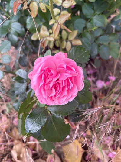 A close-up shot showcases a delicate pink rose in full bloom, positioned centrally against a blurred backdrop of green foliage and dry grass. The rose petals are densely packed, with a few subtle darker pink speckles visible on their surfaces. Some of the rose's green leaves are slightly wet, suggesting recent rain or dew. To the right of the rose, dried grass stalks and their seed heads create a wispy, textured element. The background is a soft focus of muted greens, browns, and hints of light pink, suggesting a garden or natural outdoor setting. The lighting appears soft and diffused, hinting at an overcast day or early morning. The overall impression is one of natural beauty and tranquility, with the rose as the clear focal point. The scene is set in Azov, Russia. There is no visible text in the image.