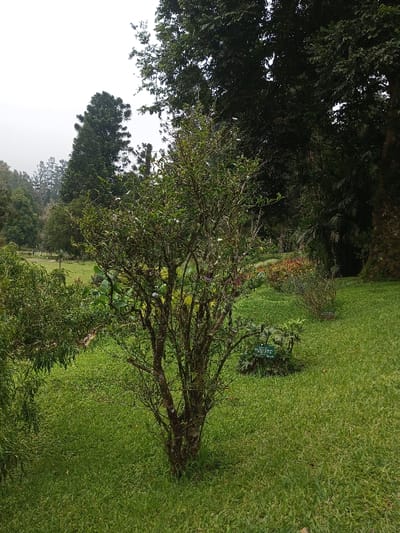 A lush green lawn surrounds a small, textured tree in a garden setting. Other trees and greenery fill the background, some blurred with distance. A sign is partially visible, near a collection of plants. The lighting suggests an overcast or foggy day. The ground slopes gently, and varied plant types add visual interest.