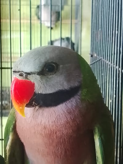 An extreme close-up, eye-level shot shows the head and upper chest of a grey parrot with a bright red and yellow beak. The parrot is looking to the left, with its dark eye visible. A black band runs across its throat. The parrot is enclosed in a cage, with green bars visible in the foreground and background. The background is blurred, showing a light green and yellow hue. There is no indication of the city of Kuta Trieng, Indonesia in this image.