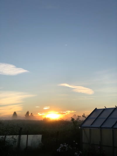 This media file captures a sunrise over a misty landscape in Fedino, Russia. The scene is dominated by a bright, warm sun low on the horizon, casting a golden glow that filters through a light fog. Wispy clouds streak across a pale blue sky, some illuminated by the sunrise, giving them a feathery appearance.

In the foreground, a portion of a modern structure, possibly a greenhouse or shed with a sloped, white roof supported by dark beams, is visible on the right. Adjacent to this structure, to the right and slightly lower, are clusters of white flowers, adding a touch of natural beauty to the man-made element. The landscape stretches out into the distance, a field dotted with small trees and wildflowers, all softened by the morning mist. The overall mood is serene and peaceful, evoking the quiet beauty of an early morning in the countryside. The time of day is clearly dawn, indicated by the low position of the sun and the atmospheric haze.