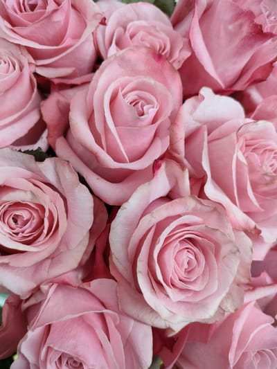 The image is a close-up, top-down view of a bouquet of pink roses. The roses are in various stages of bloom, with some fully open and others still tightly furled. The petals are soft and delicate, with subtle variations in color from pale pink to a deeper rose hue. Some of the petal edges show slight browning or blemish, suggesting natural wear. The lighting is soft, highlighting the curves and textures of the petals. The background is filled with more roses, creating a lush and abundant effect. There are no people or discernible environmental details that would suggest a specific location in Kalach, Russia.