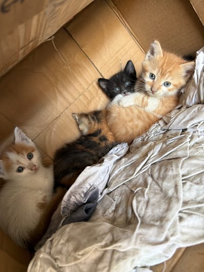 A group of four kittens are nestled inside a cardboard box. The kittens are of various colors: one is orange and white, another is primarily black with hints of orange and brown tabby markings, a third is a calico with patches of black, orange, and cream, and the fourth is a fluffy white kitten with orange markings on its head and back. They appear to be young, with large eyes. The box is lined with a crumpled, light-colored fabric, possibly a blanket or cloth, which some of the kittens are resting on or against. The background of the box is made of brown cardboard. The scene appears to be indoors, as suggested by the lighting and the presence of the cardboard box and fabric. The location is specified as Ichera, Bulgaria.